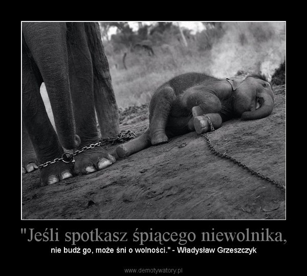 "Jeśli spotkasz śpiącego niewolnika, – nie budź go, może śni o wolności." - Władysław Grzeszczyk 
