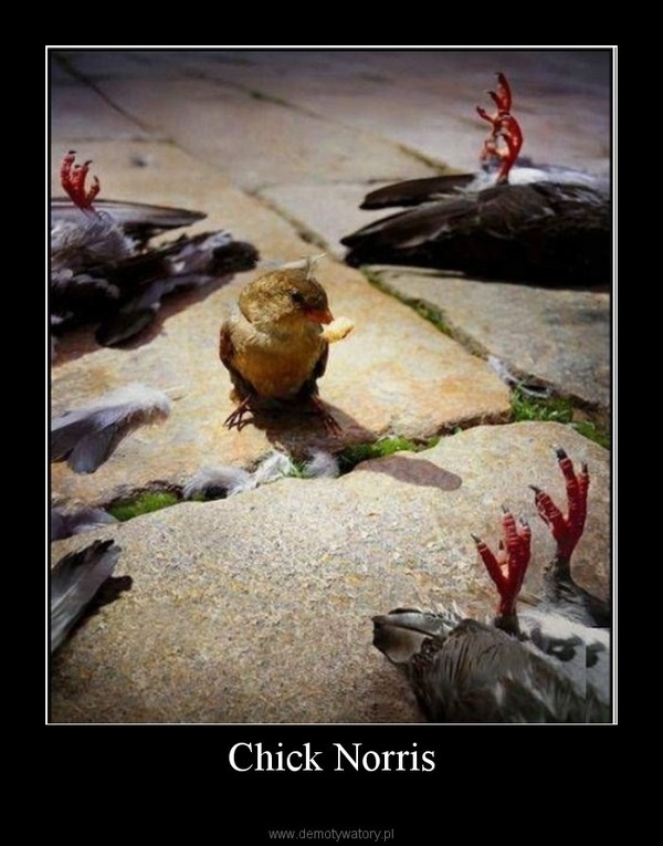 Chick Norris –  