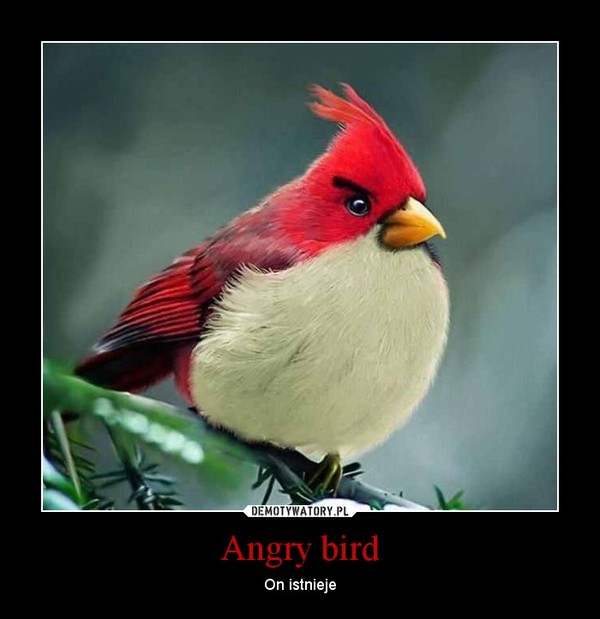 Angry bird – On istnieje 