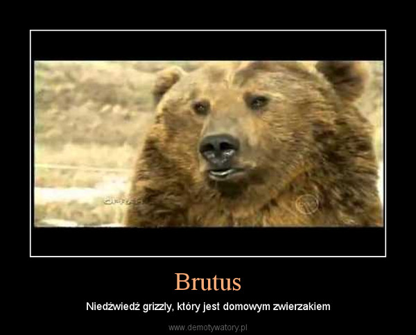 Brutus – Niedźwiedź grizzly, który jest domowym zwierzakiem 