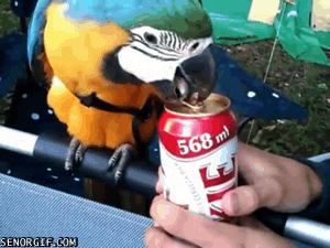 Ta papuga – To świetny kompan na weekend 