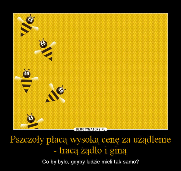 Pszczoły płacą wysoką cenę za użądlenie - tracą żądło i giną – Co by było, gdyby ludzie mieli tak samo? 