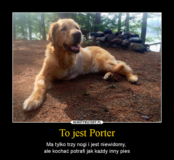To jest Porter – Ma tylko trzy nogi i jest niewidomy, ale kochać potrafi jak każdy inny pies 