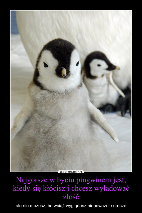 Najgorsze w byciu pingwinem jest, kiedy się kłócisz i chcesz wyładować złość – ale nie możesz, bo wciąż wyglądasz niepoważnie uroczo 