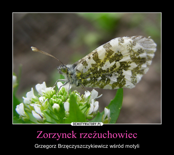 Zorzynek rzeżuchowiec – Grzegorz Brzęczyszczykiewicz wśród motyli 