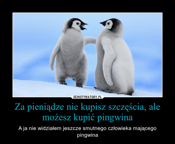 Za pieniądze nie kupisz szczęścia, ale możesz kupić pingwina – A ja nie widziałem jeszcze smutnego człowieka mającego pingwina 