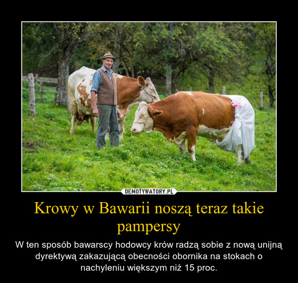 Krowy w Bawarii noszą teraz takie pampersy