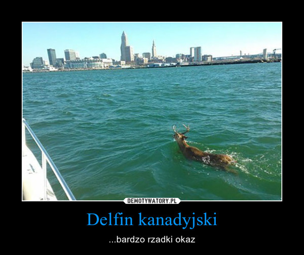 Delfin kanadyjski – ...bardzo rzadki okaz 