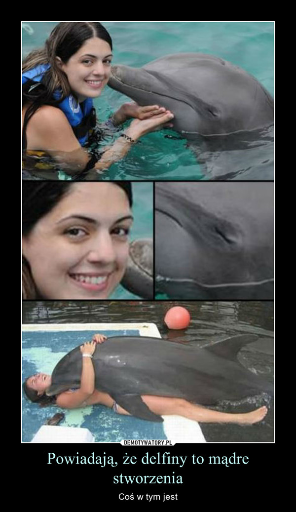 Powiadają, że delfiny to mądre stworzenia – Coś w tym jest 