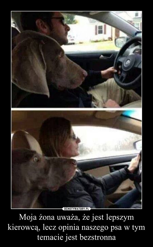 Moja żona uważa, że jest lepszym kierowcą, lecz opinia naszego psa w tym temacie jest bezstronna –  