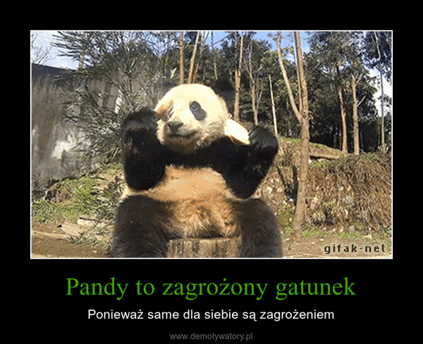 Pandy to zagrożony gatunek – Ponieważ same dla siebie są zagrożeniem 