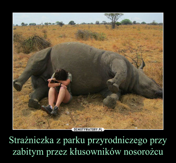 Strażniczka z parku przyrodniczego przy zabitym przez kłusowników nosorożcu –  
