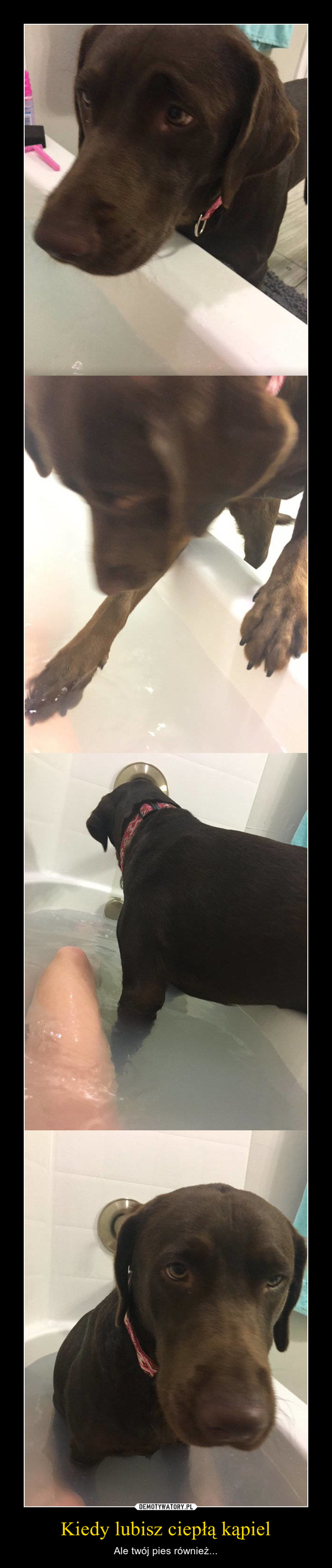 Kiedy lubisz ciepłą kąpiel – Ale twój pies również... 