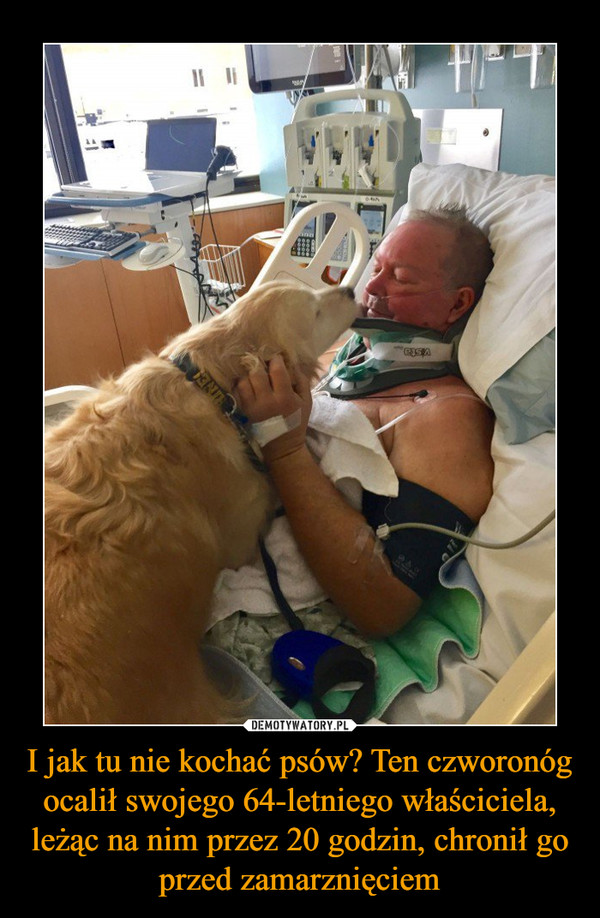 I jak tu nie kochać psów? Ten czworonóg ocalił swojego 64-letniego właściciela, leżąc na nim przez 20 godzin, chronił go przed zamarznięciem