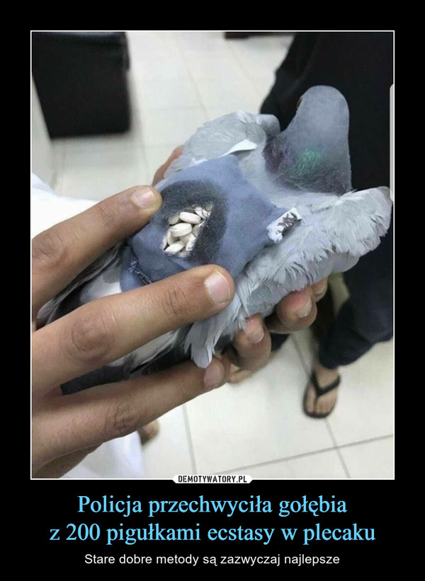 Policja przechwyciła gołębia
z 200 pigułkami ecstasy w plecaku