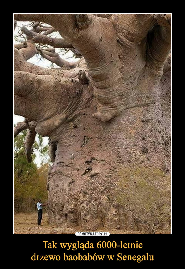 Tak wygląda 6000-letnie
drzewo baobabów w Senegalu