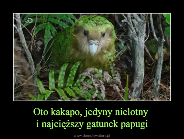 Oto kakapo, jedyny nielotny i najcięższy gatunek papugi –  