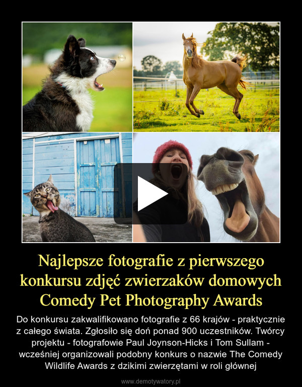 Najlepsze fotografie z pierwszego konkursu zdjęć zwierzaków domowych Comedy Pet Photography Awards