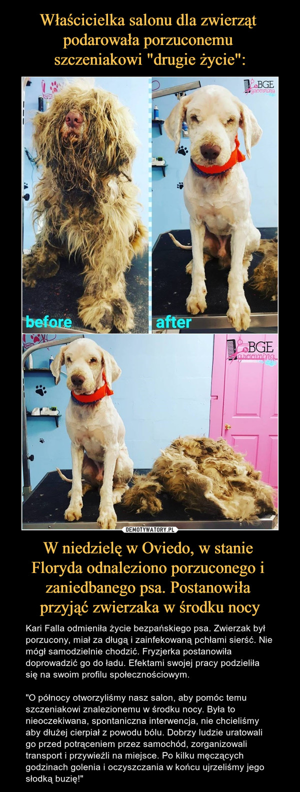 Właścicielka salonu dla zwierząt 
podarowała porzuconemu 
szczeniakowi "drugie życie": W niedzielę w Oviedo, w stanie 
Floryda odnaleziono porzuconego i 
zaniedbanego psa. Postanowiła 
przyjąć zwierzaka w środku nocy