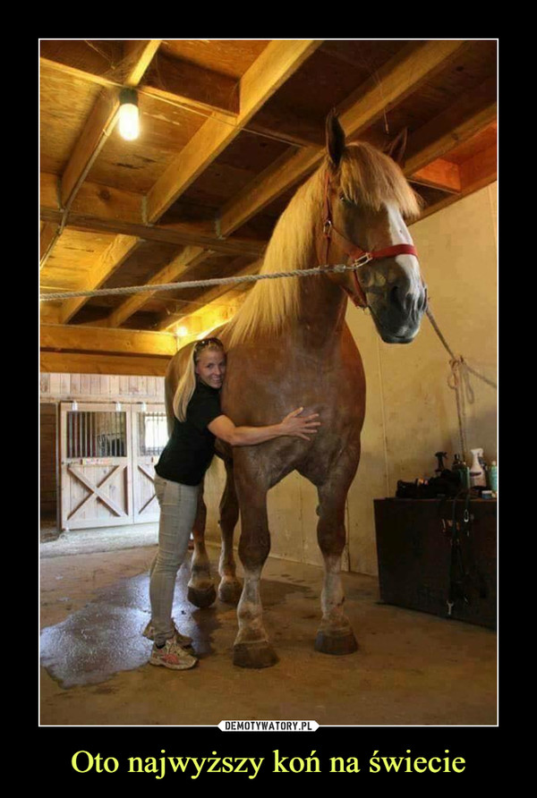 Oto najwyższy koń na świecie –  