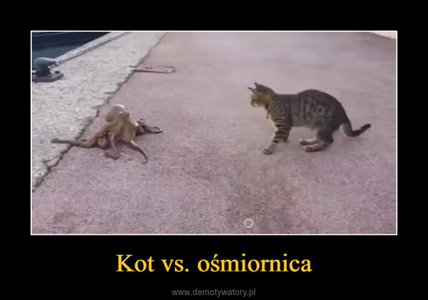 Kot vs. ośmiornica –  