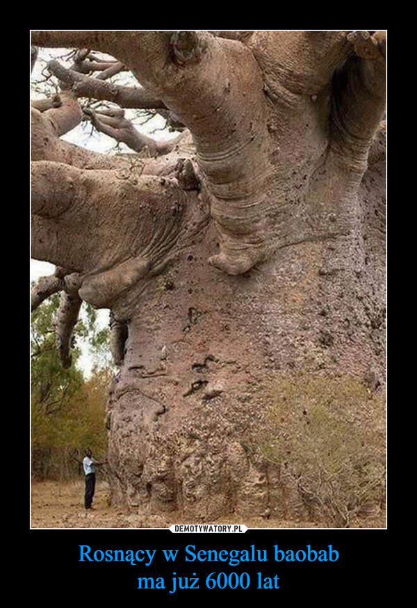 Rosnący w Senegalu baobab
ma już 6000 lat