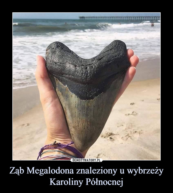 Ząb Megalodona znaleziony u wybrzeży Karoliny Północnej –  