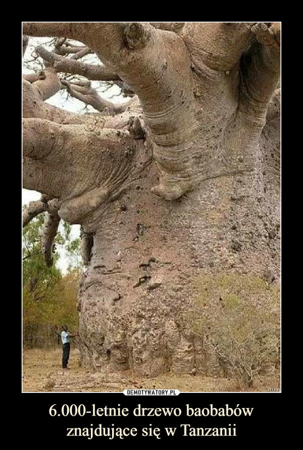 6.000-letnie drzewo baobabów znajdujące się w Tanzanii