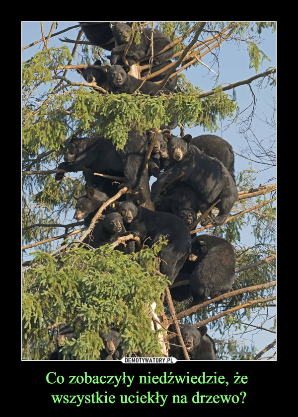 Co zobaczyły niedźwiedzie, że 
wszystkie uciekły na drzewo?