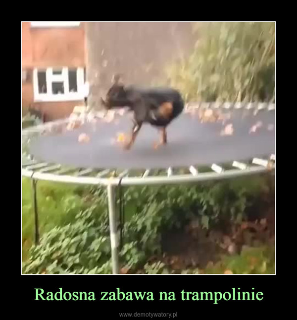 Radosna zabawa na trampolinie –  