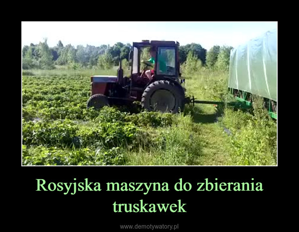 Rosyjska maszyna do zbierania truskawek –  