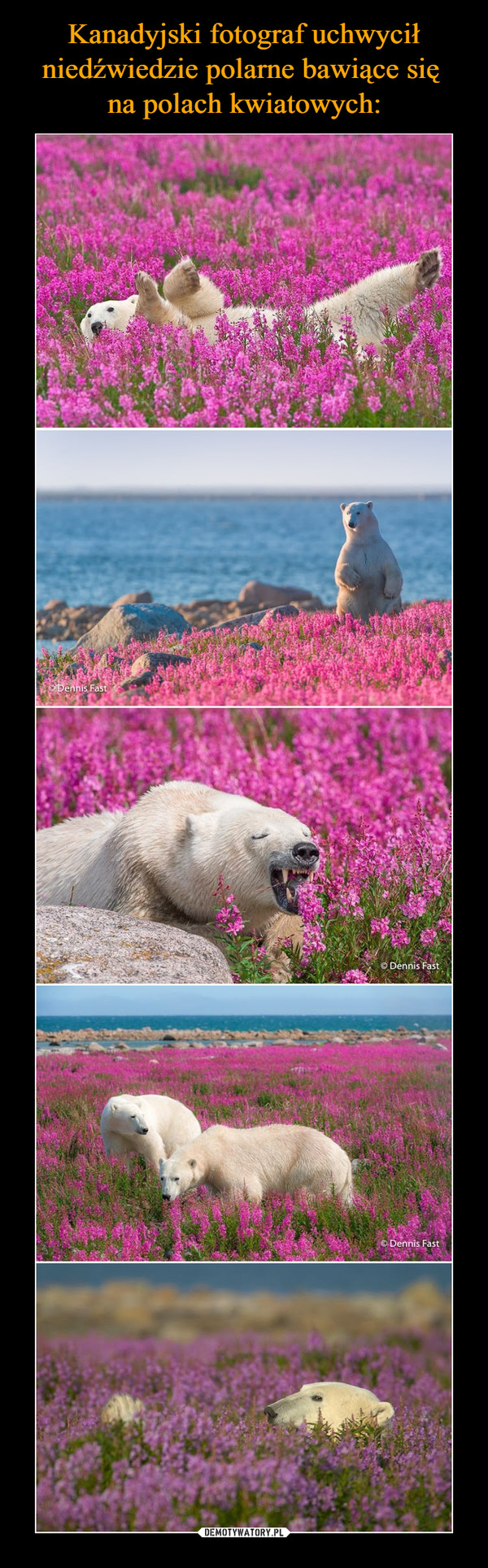 Kanadyjski fotograf uchwycił niedźwiedzie polarne bawiące się 
na polach kwiatowych: