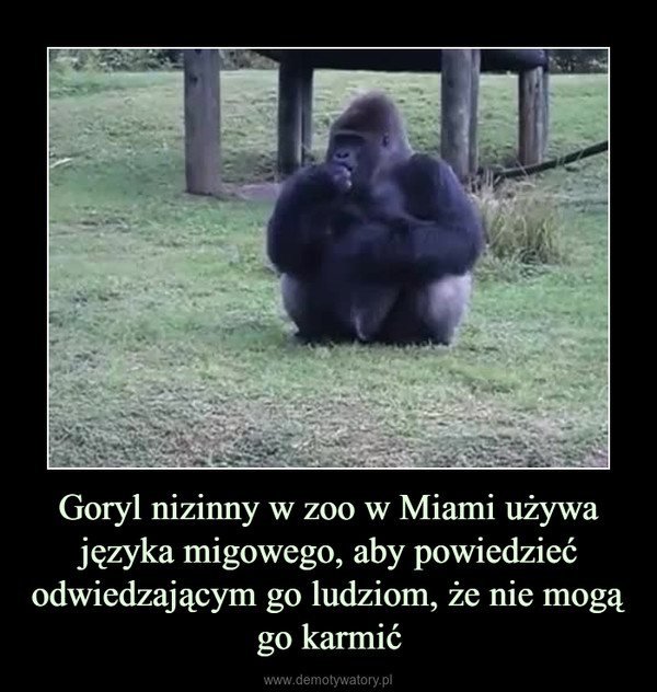 Goryl nizinny w zoo w Miami używa języka migowego, aby powiedzieć odwiedzającym go ludziom, że nie mogą go karmić –  