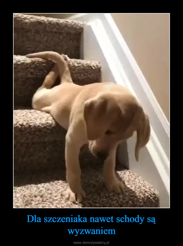 Dla szczeniaka nawet schody są wyzwaniem –  