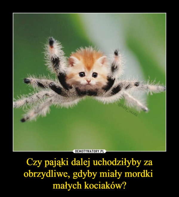 Czy pająki dalej uchodziłyby za obrzydliwe, gdyby miały mordki małych kociaków? –  