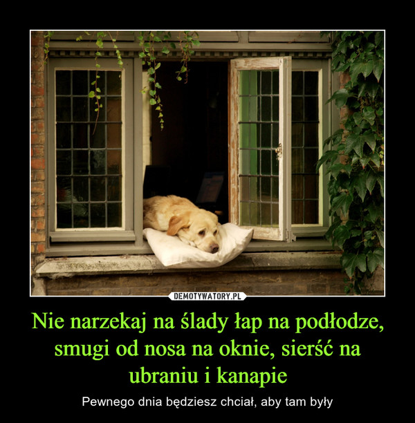 Nie narzekaj na ślady łap na podłodze, smugi od nosa na oknie, sierść na ubraniu i kanapie – Pewnego dnia będziesz chciał, aby tam były 