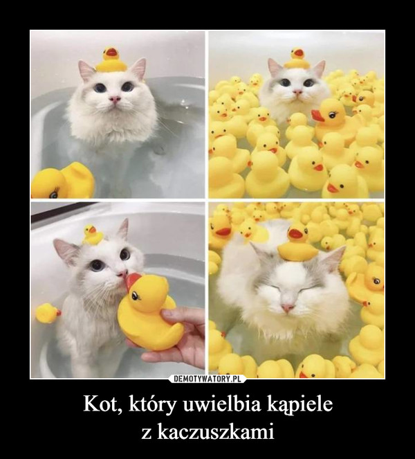 Kot, który uwielbia kąpielez kaczuszkami –  