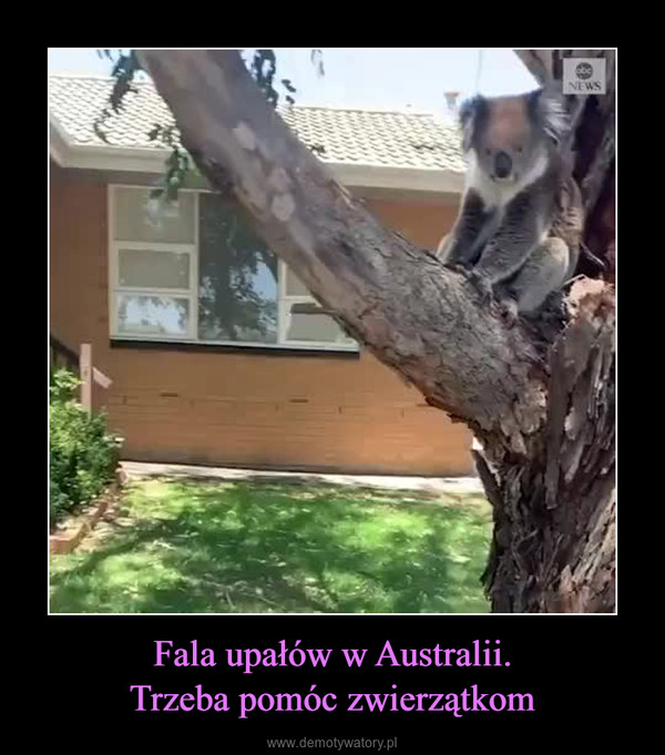Fala upałów w Australii.Trzeba pomóc zwierzątkom –  
