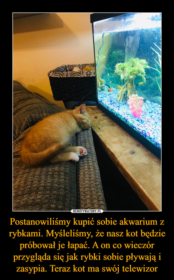 Postanowiliśmy kupić sobie akwarium z rybkami. Myśleliśmy, że nasz kot będzie próbował je łapać. A on co wieczór przygląda się jak rybki sobie pływają i zasypia. Teraz kot ma swój telewizor –  