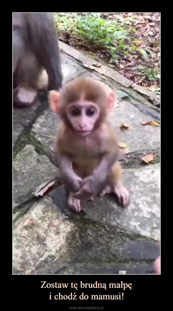 Zostaw tę brudną małpęi chodź do mamusi! –  