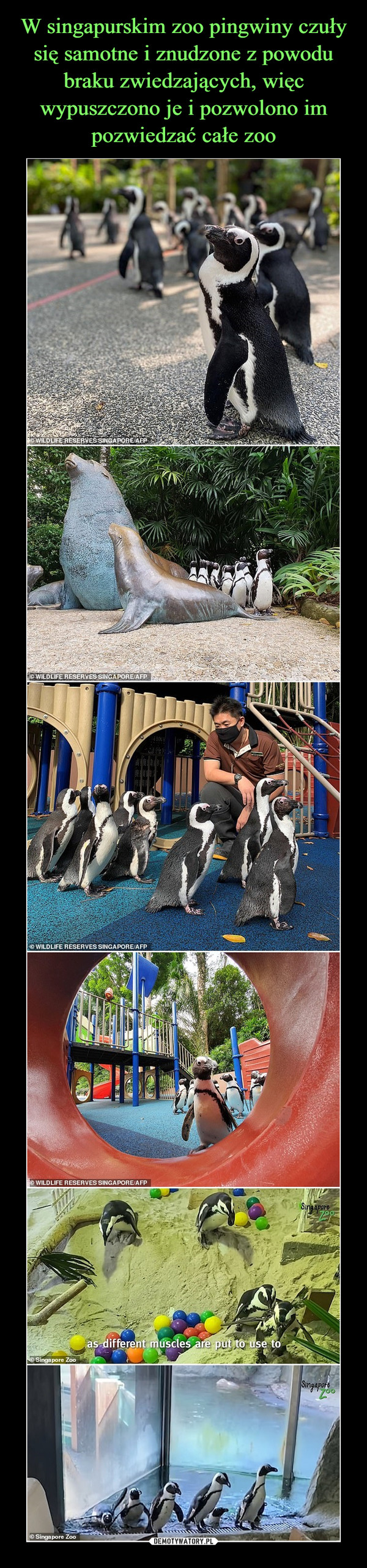 W singapurskim zoo pingwiny czuły się samotne i znudzone z powodu braku zwiedzających, więc wypuszczono je i pozwolono im pozwiedzać całe zoo