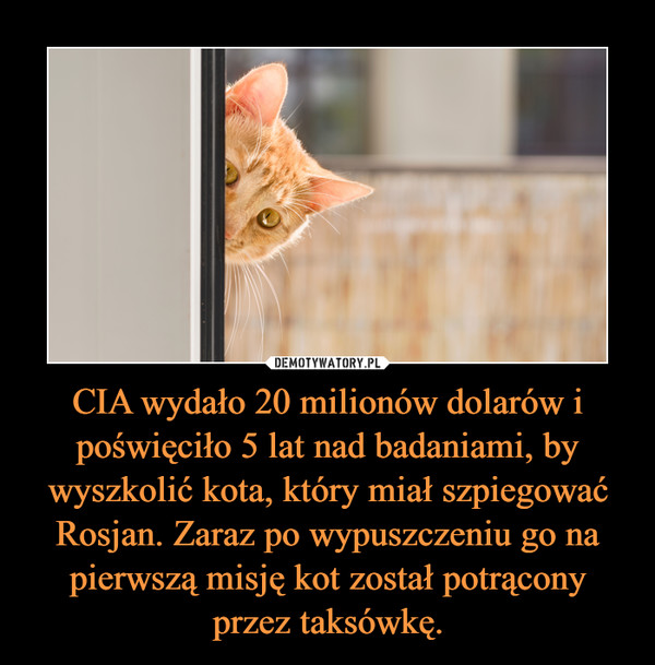 CIA wydało 20 milionów dolarów i poświęciło 5 lat nad badaniami, by wyszkolić kota, który miał szpiegować Rosjan. Zaraz po wypuszczeniu go na pierwszą misję kot został potrącony przez taksówkę. –  