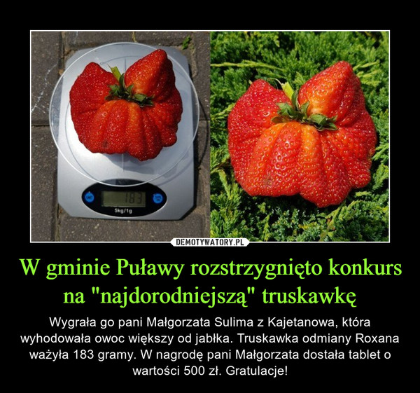 W gminie Puławy rozstrzygnięto konkurs na "najdorodniejszą" truskawkę – Wygrała go pani Małgorzata Sulima z Kajetanowa, która wyhodowała owoc większy od jabłka. Truskawka odmiany Roxana ważyła 183 gramy. W nagrodę pani Małgorzata dostała tablet o wartości 500 zł. Gratulacje! 