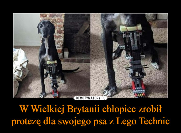 W Wielkiej Brytanii chłopiec zrobił protezę dla swojego psa z Lego Technic –  