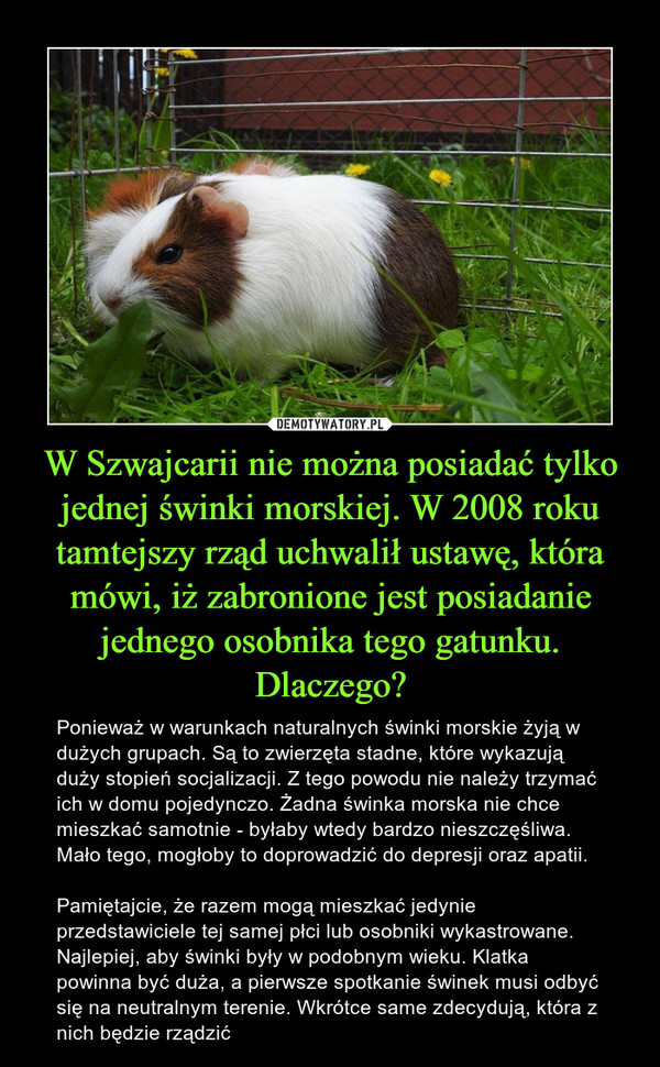 W Szwajcarii nie można posiadać tylko jednej świnki morskiej. W 2008 roku tamtejszy rząd uchwalił ustawę, która mówi, iż zabronione jest posiadanie jednego osobnika tego gatunku. Dlaczego?