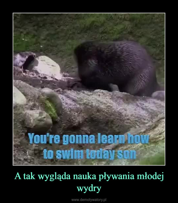 A tak wygląda nauka pływania młodej wydry –  
