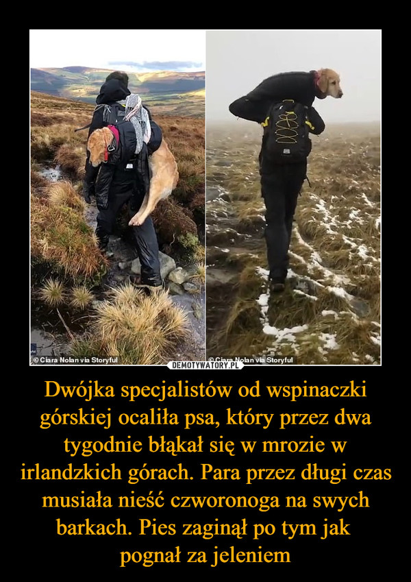 Dwójka specjalistów od wspinaczki górskiej ocaliła psa, który przez dwa tygodnie błąkał się w mrozie w irlandzkich górach. Para przez długi czas musiała nieść czworonoga na swych barkach. Pies zaginął po tym jak pognał za jeleniem –  