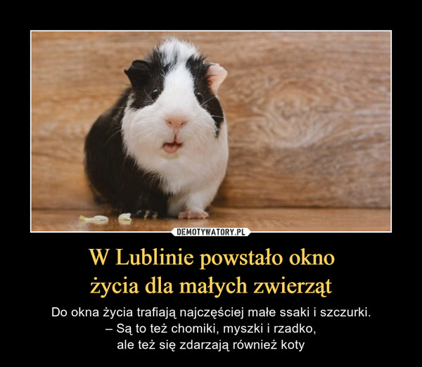 W Lublinie powstało oknożycia dla małych zwierząt – Do okna życia trafiają najczęściej małe ssaki i szczurki.– Są to też chomiki, myszki i rzadko,ale też się zdarzają również koty 