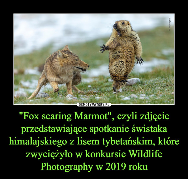 "Fox scaring Marmot", czyli zdjęcie przedstawiające spotkanie świstaka himalajskiego z lisem tybetańskim, które zwyciężyło w konkursie Wildlife Photography w 2019 roku –  