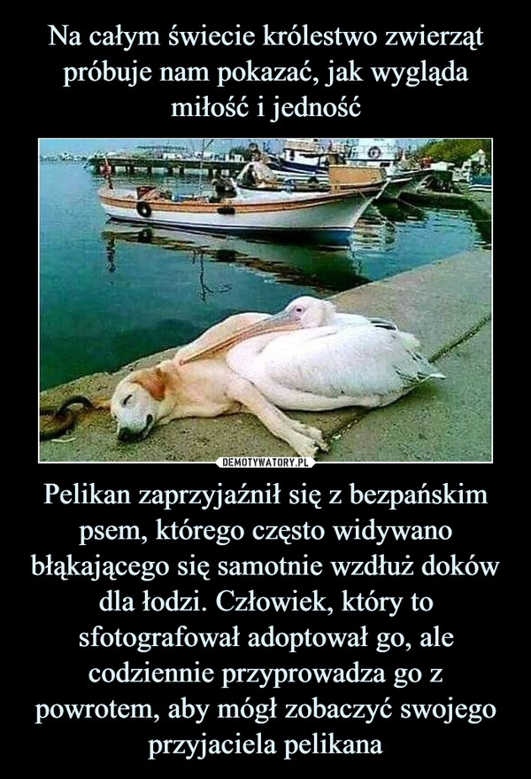 Pelikan zaprzyjaźnił się z bezpańskim psem, którego często widywano błąkającego się samotnie wzdłuż doków dla łodzi. Człowiek, który to sfotografował adoptował go, ale codziennie przyprowadza go z powrotem, aby mógł zobaczyć swojego przyjaciela pelikana –  